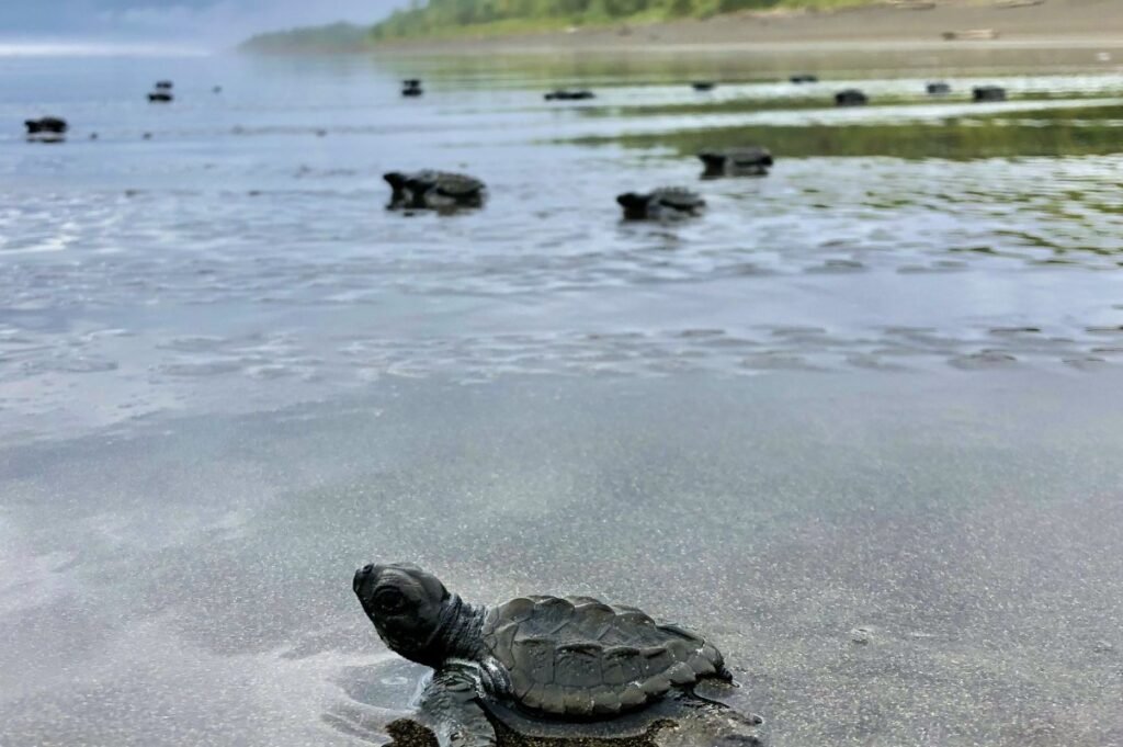 Bahía Solano - Nacimiento de crías de tortuga