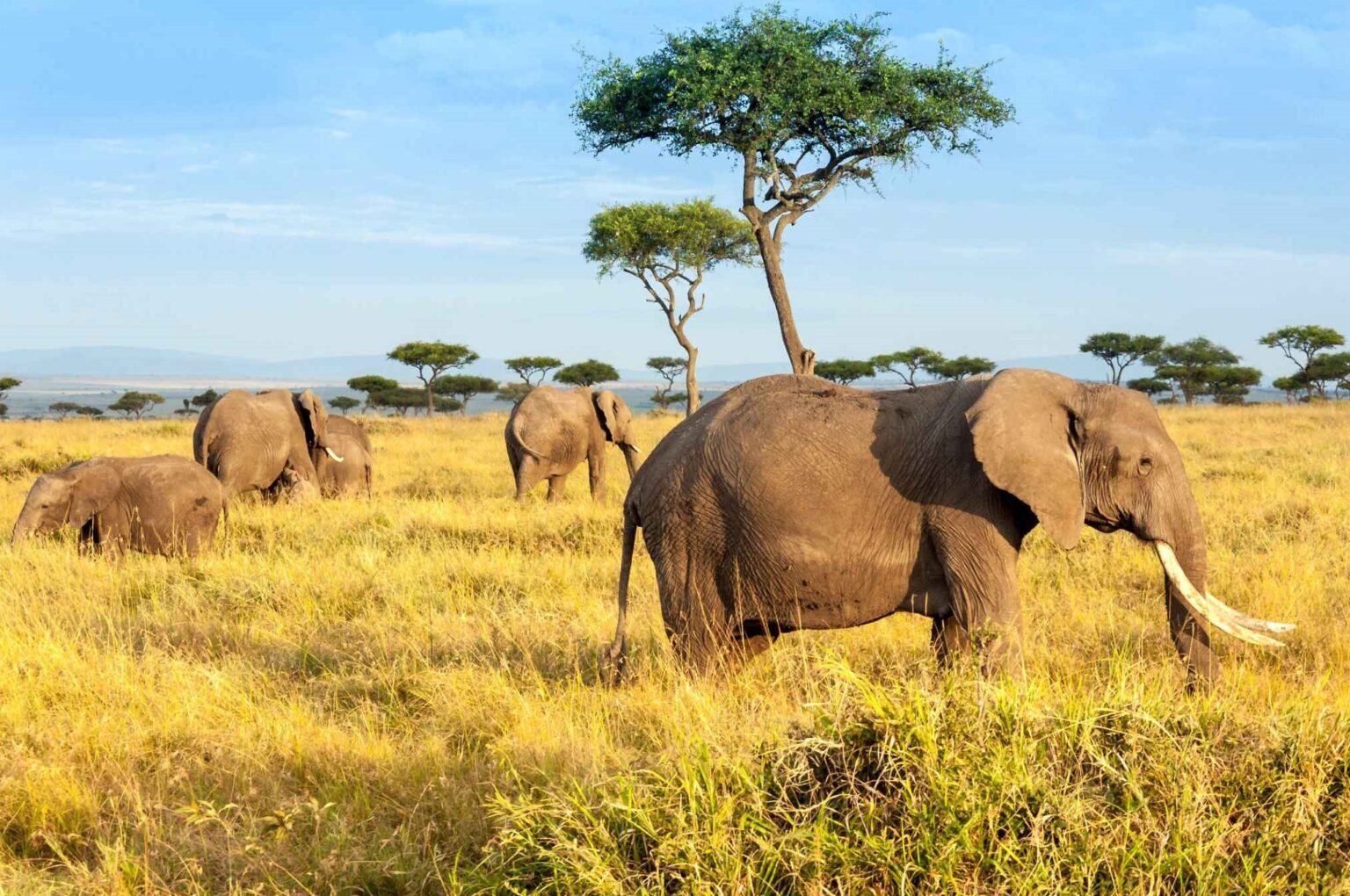 Kenia - Massai Mara National Reserve