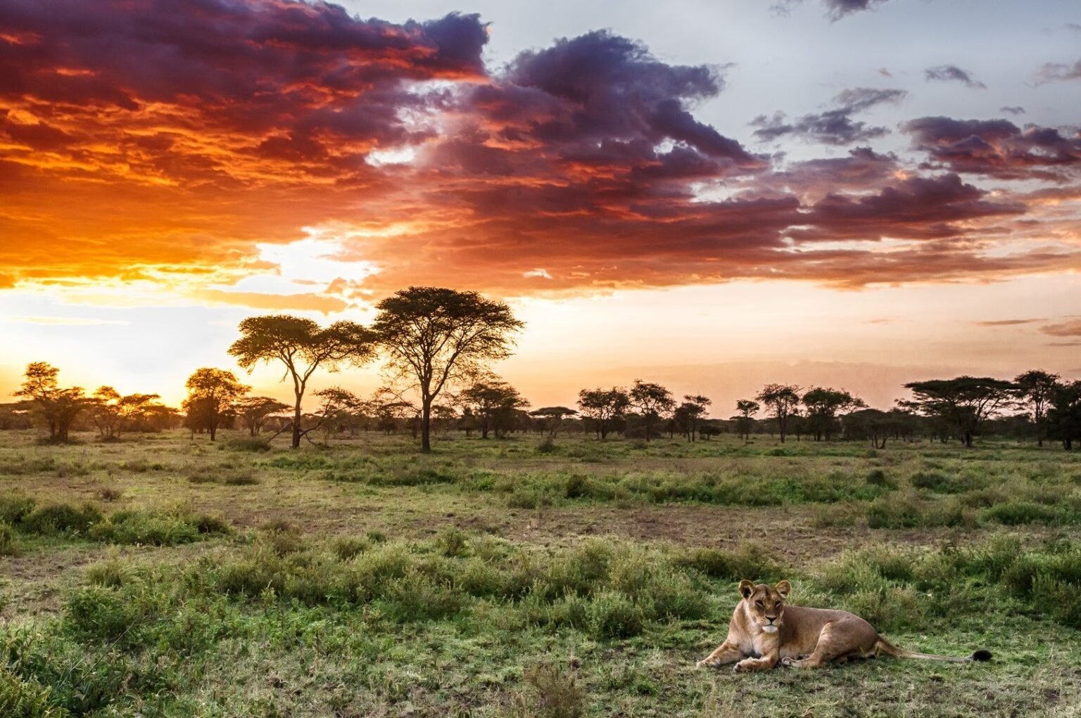 Kenia - Serengeti