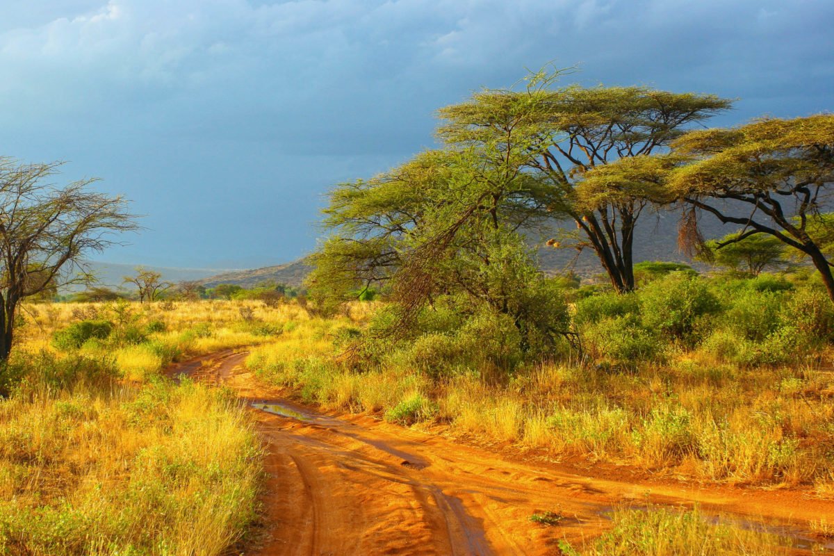 Typische afrikanische Landschaft mit roter Erde und Schirmakazien - hier im Samburu Nationalpark in Kenia